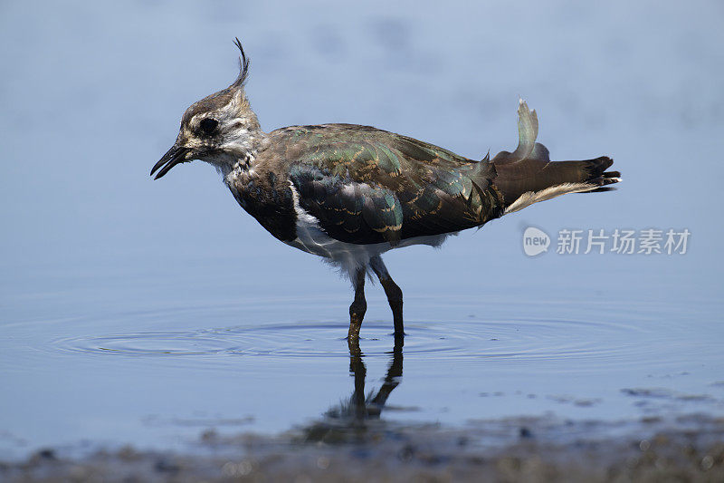 野田鸡(Vanellus Vanellus)